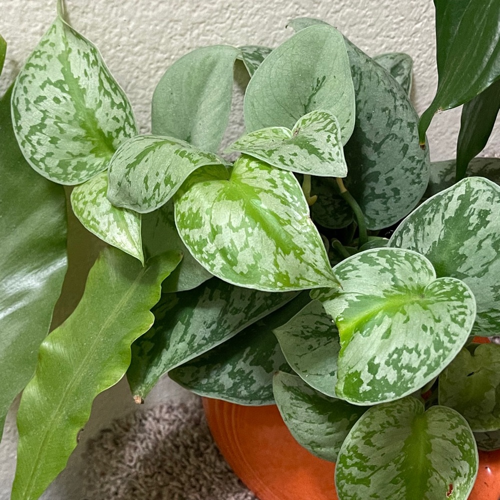 Meet your Posher, Bam